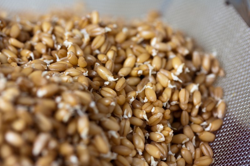 Sprouted wheat berries