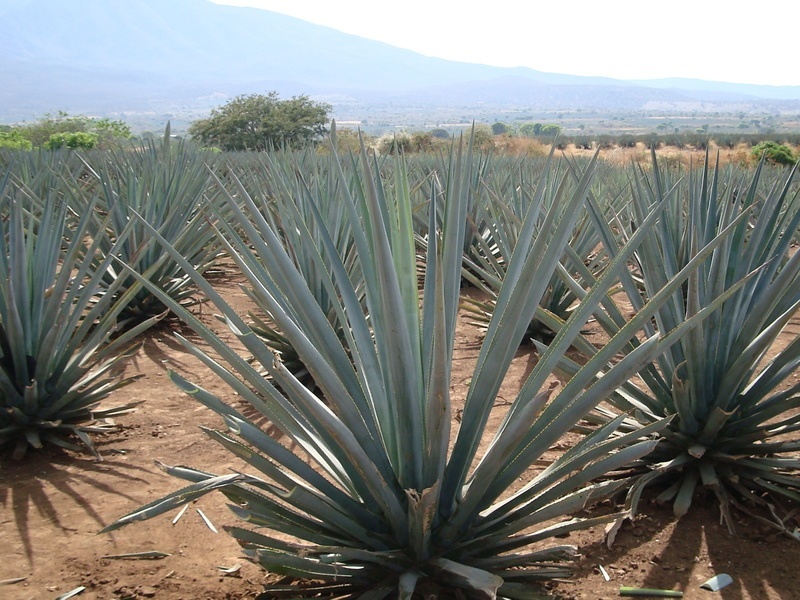 The Great Agave Syrup Debate