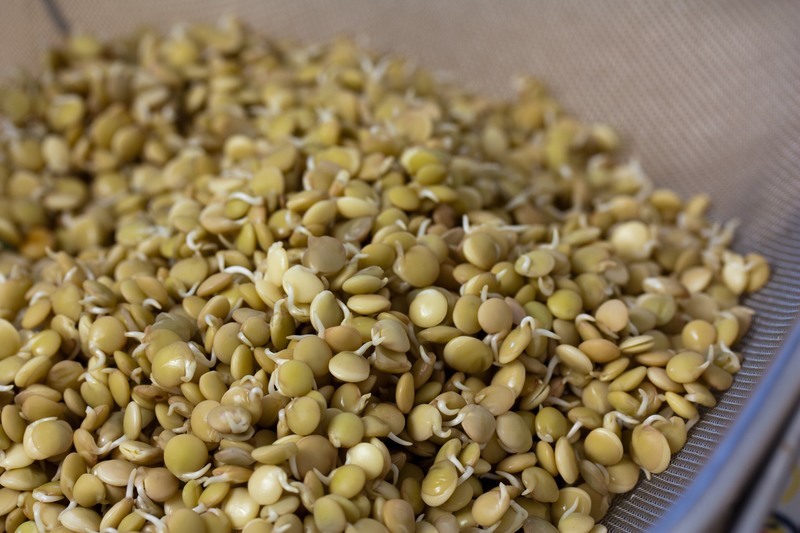 Sprouted lentils